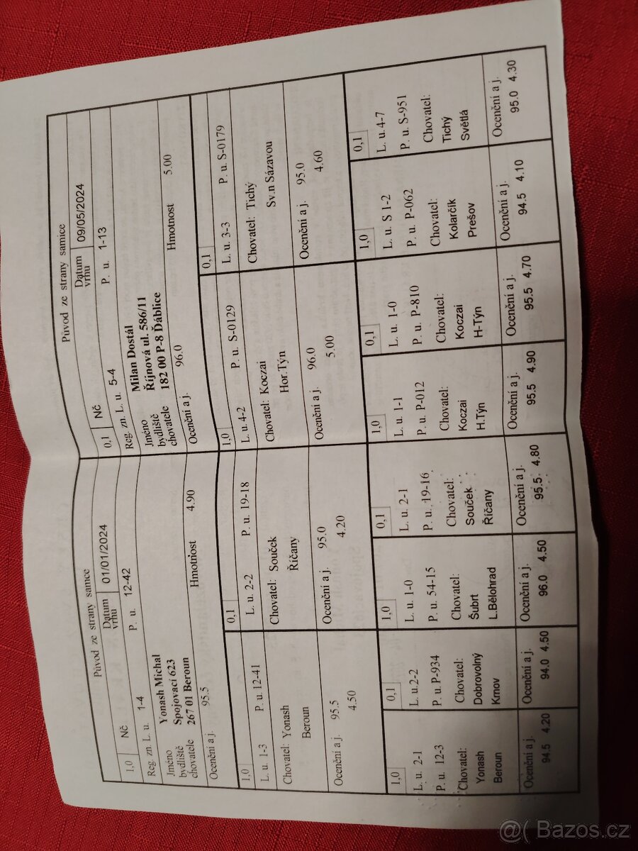 Novozelandsky červený - 4