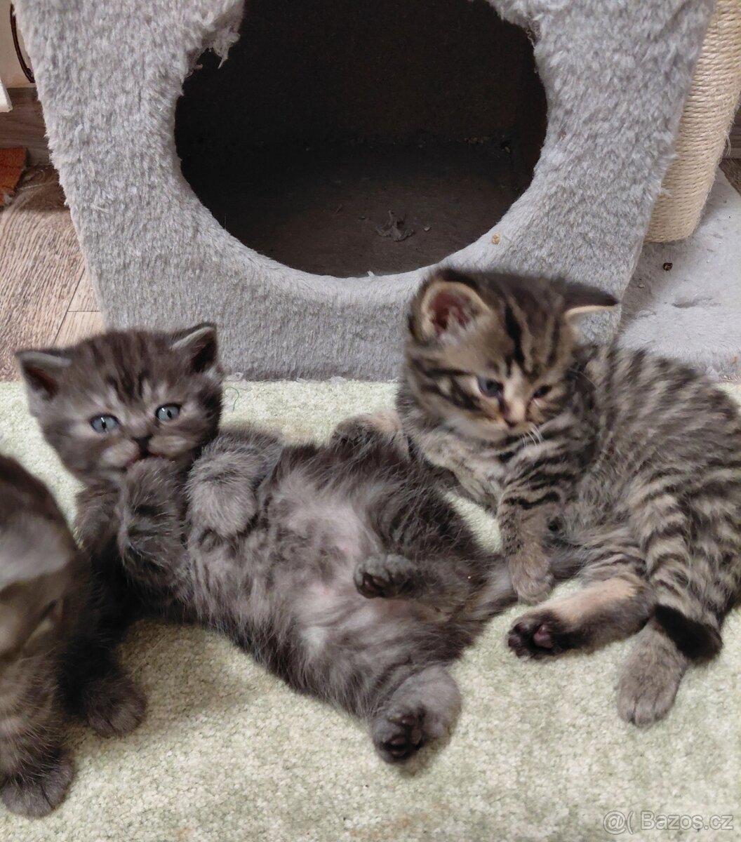 Prodám britské kotatka - 4