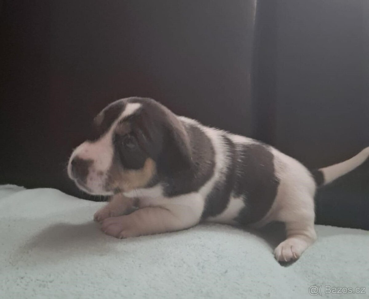Čistokrevné štěně Jack Russell - kluk František - 4