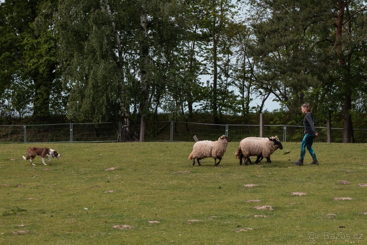 Border kolie kryti - 4