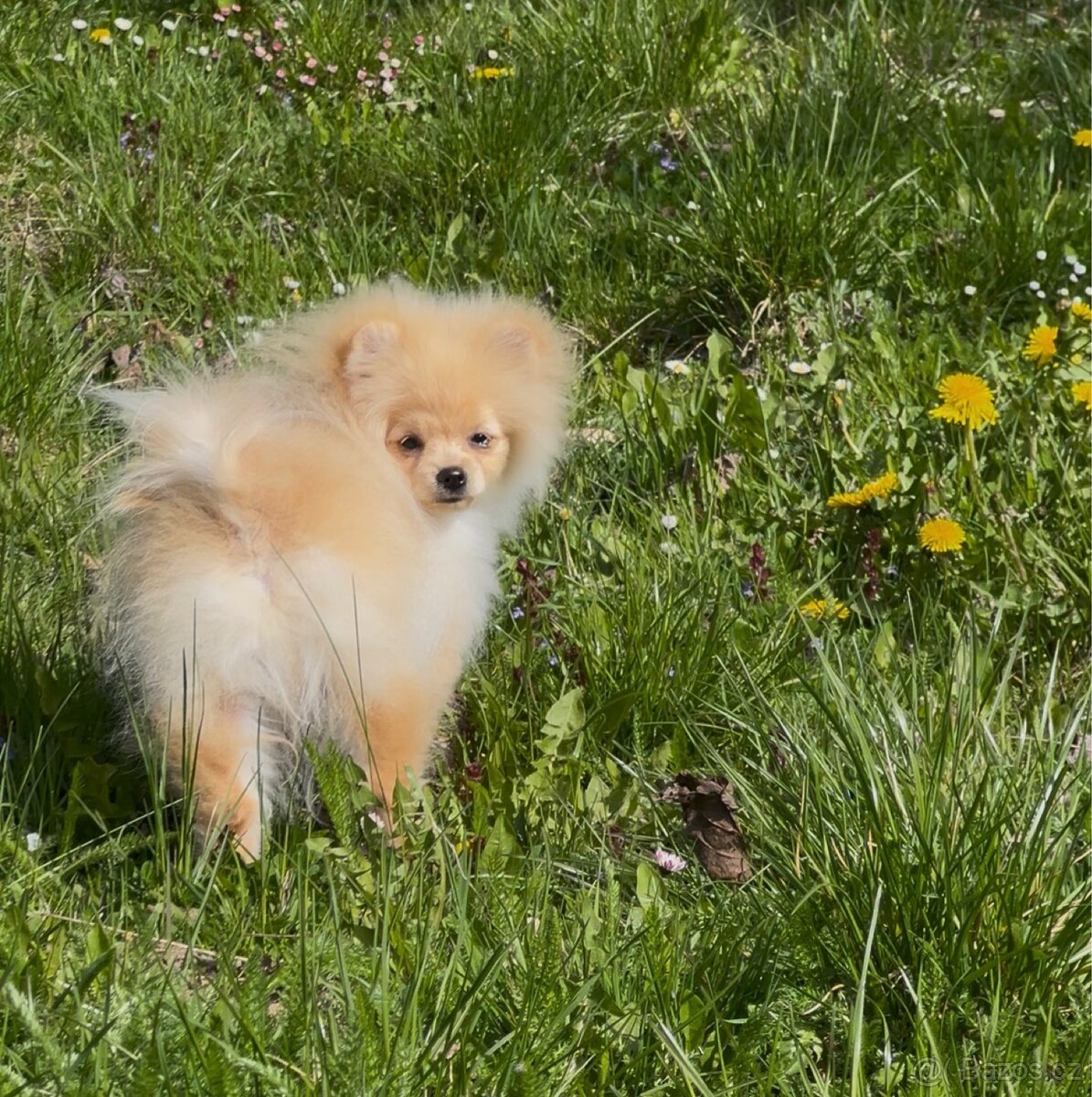 Pomeranian - 4