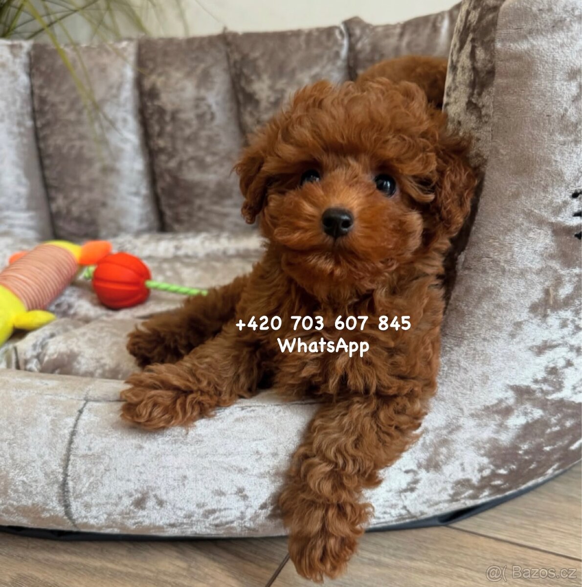 Chlapeček toy pudl, 5 měsíců | jméno MAX - 4