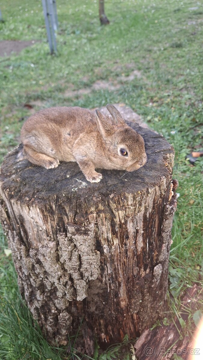 Zakrslý králík kastorex - 4