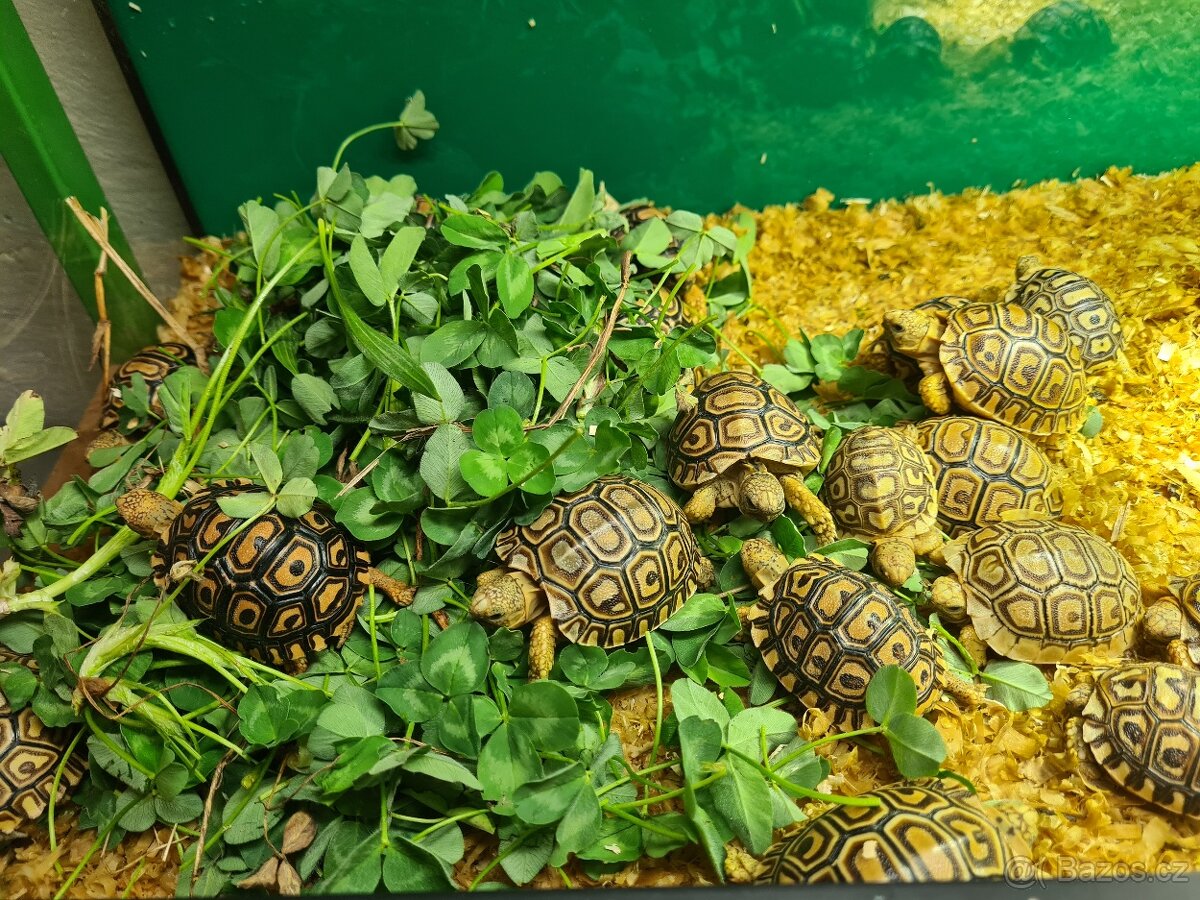 Želva pardálí - Stigmochelys pardalis - 4