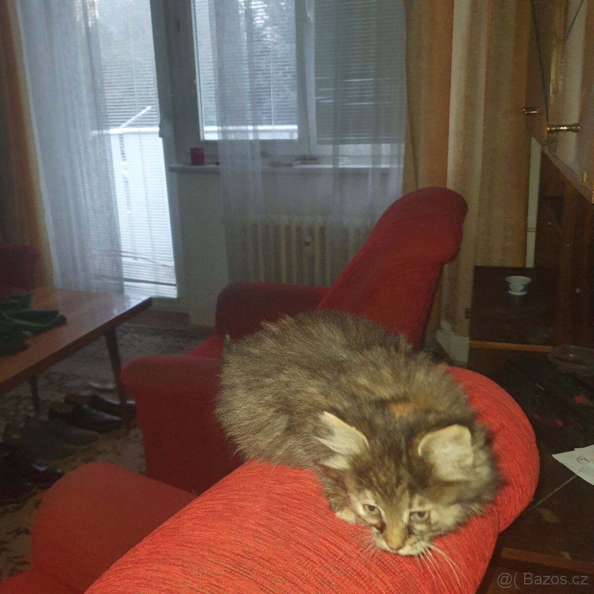 Ponukam maciatko - 4