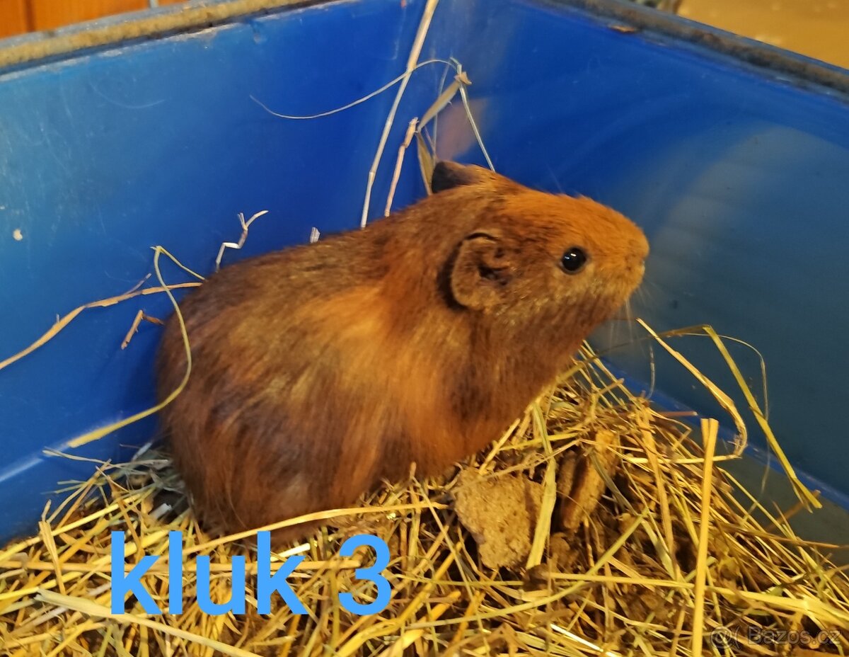 morče, morčátko - 4