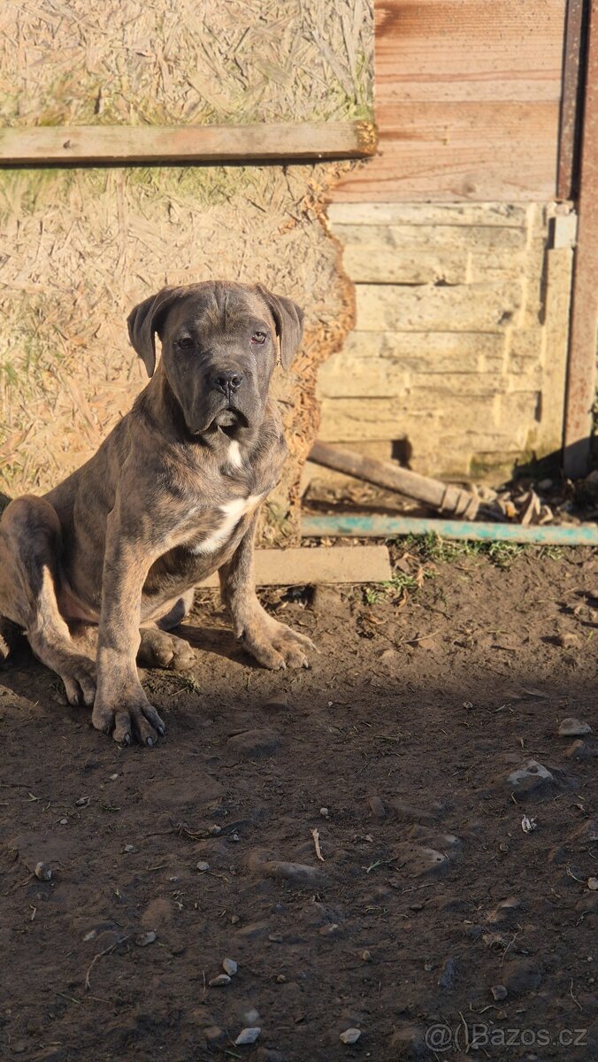 Cane Corso s PP - 4