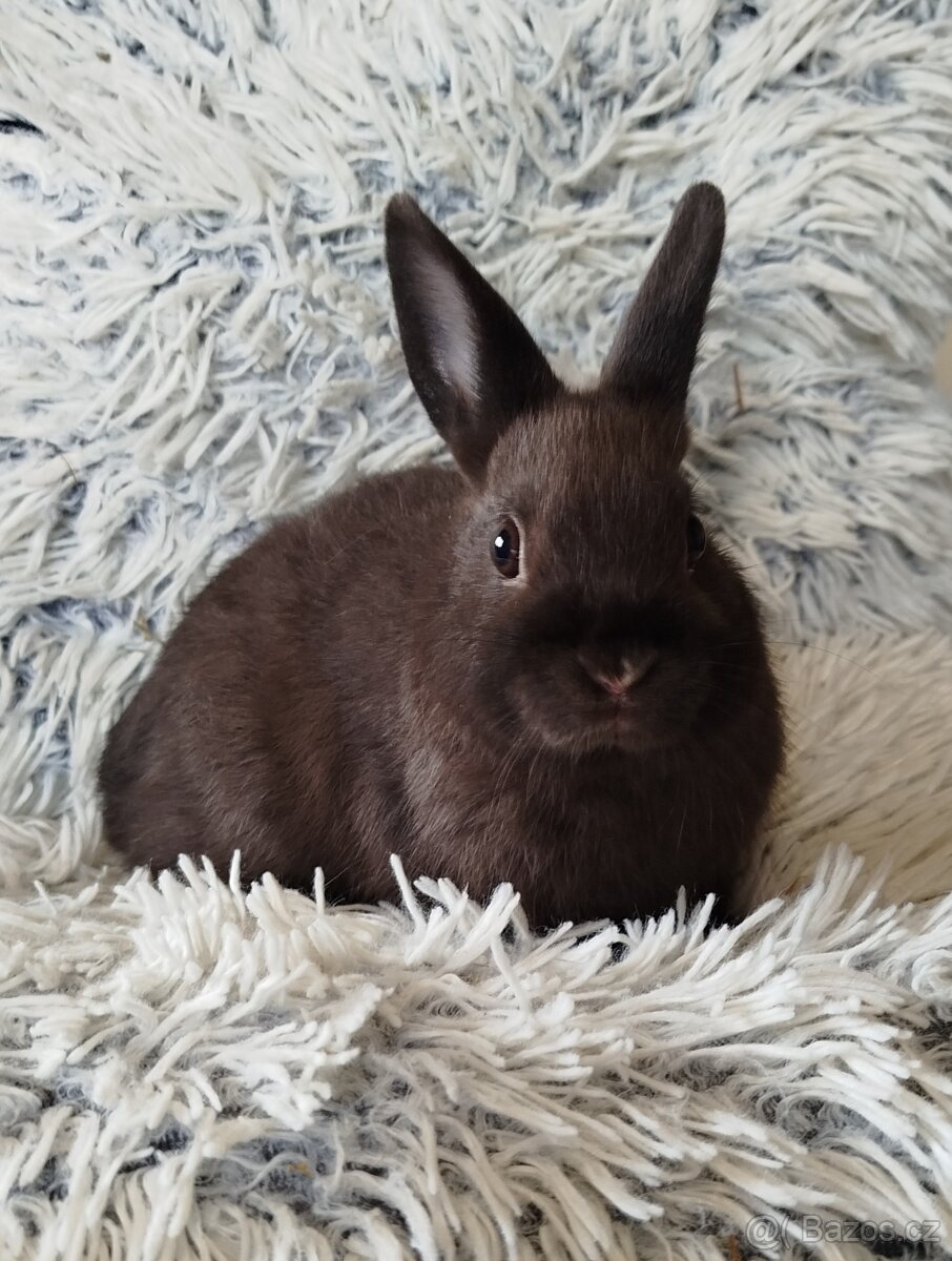 Zakrslý králík - 4
