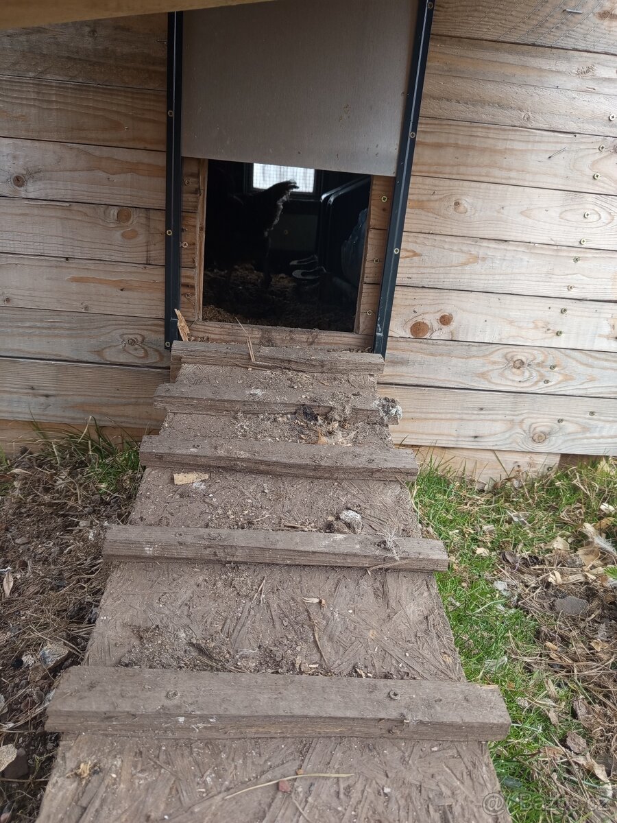 Kurník + slepice - 4