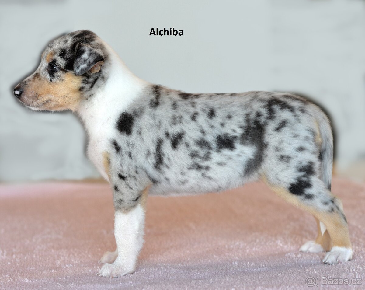 Krátkosrstá kolie - 4