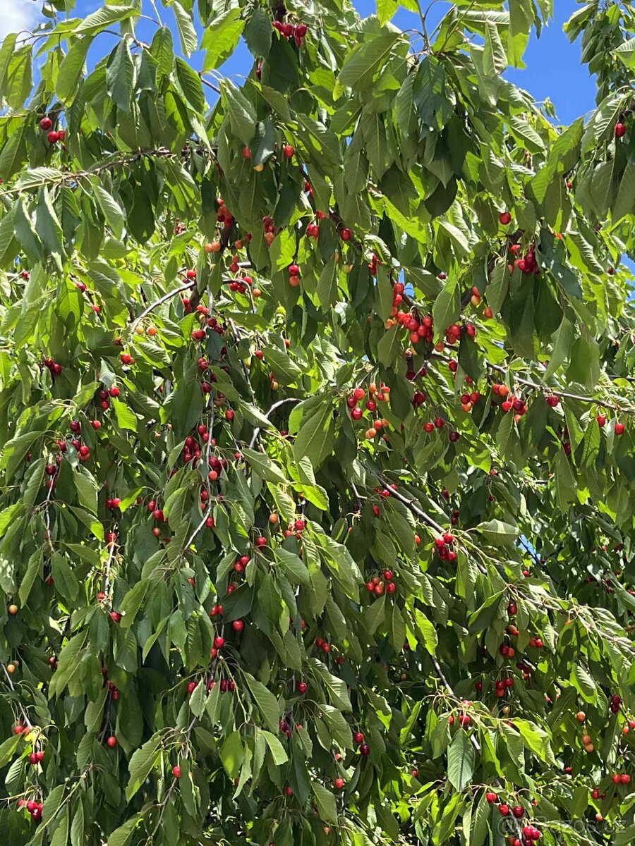 domácí marmelády ze 100% ovoce z naší zahrádky - 4