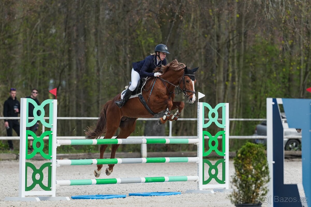 6 letý zangersheide valach - 4