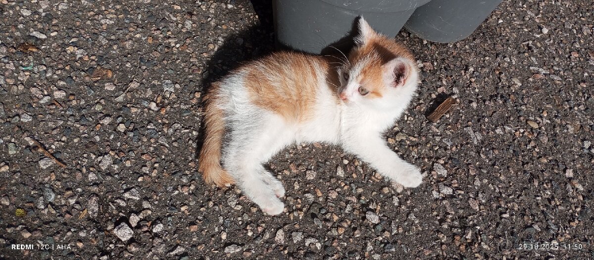 Hledáme milující domov - 4