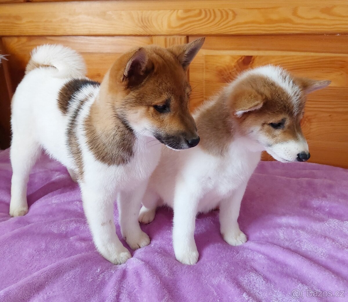 Shiba inu pinto s PP - 4