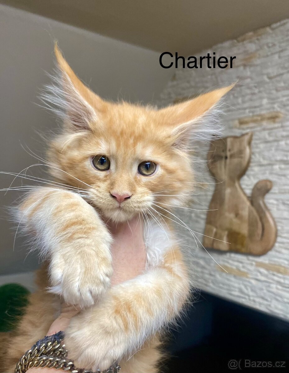 Mainská mývalí s PP - 4