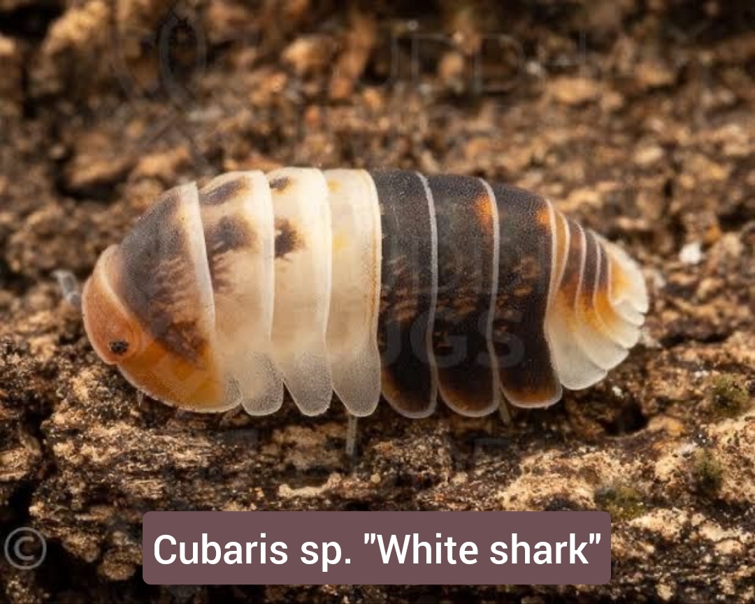 Stínky - isopody - 4