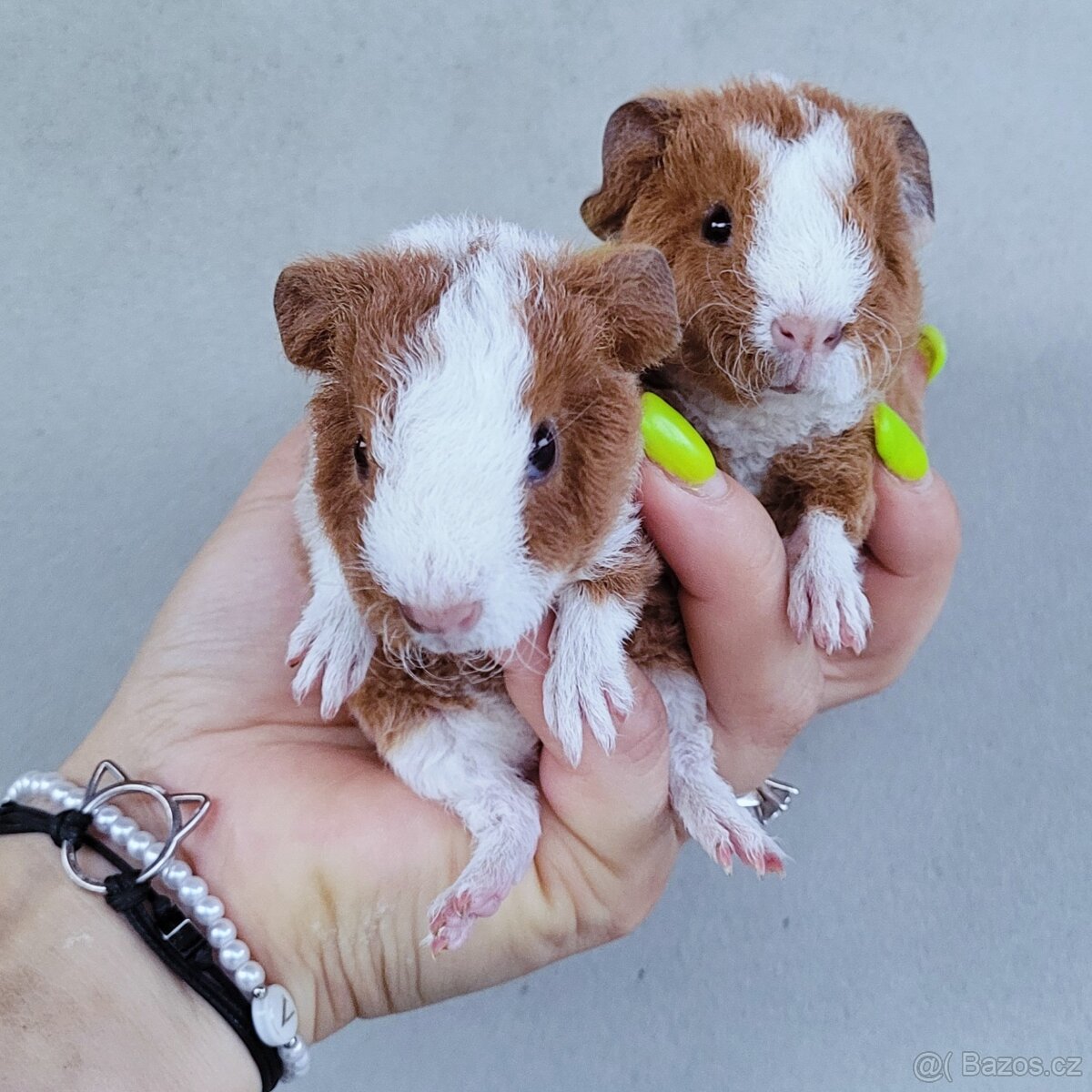 Morčátka US Teddy - 4