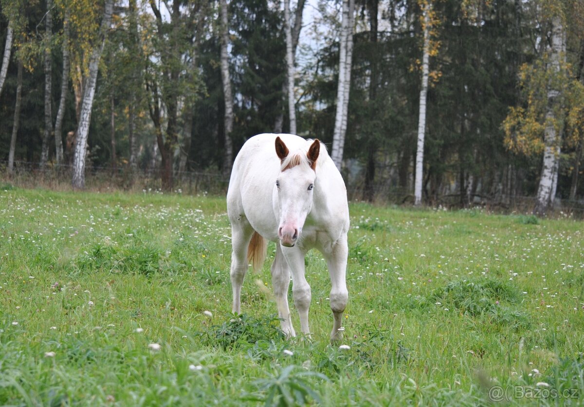 Hřebeček APH 2025 - 4