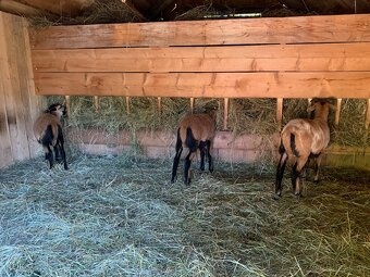 Kamerunská ovce - 4