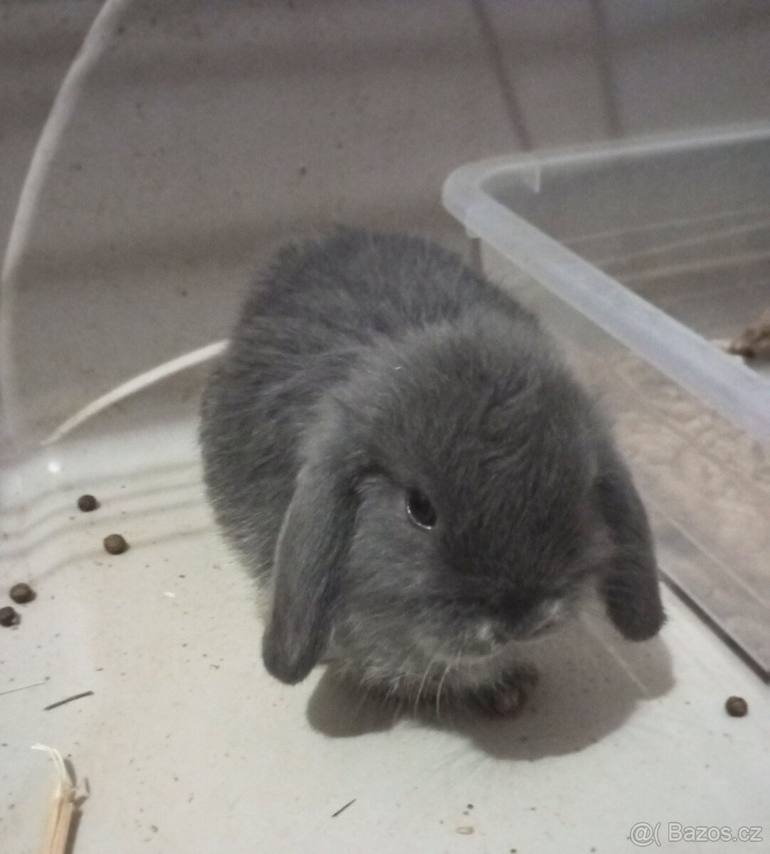 Zakrslý beránek králíček - 4