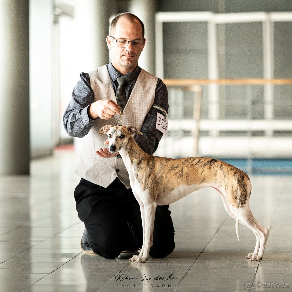 Vipet / Whippet - 4