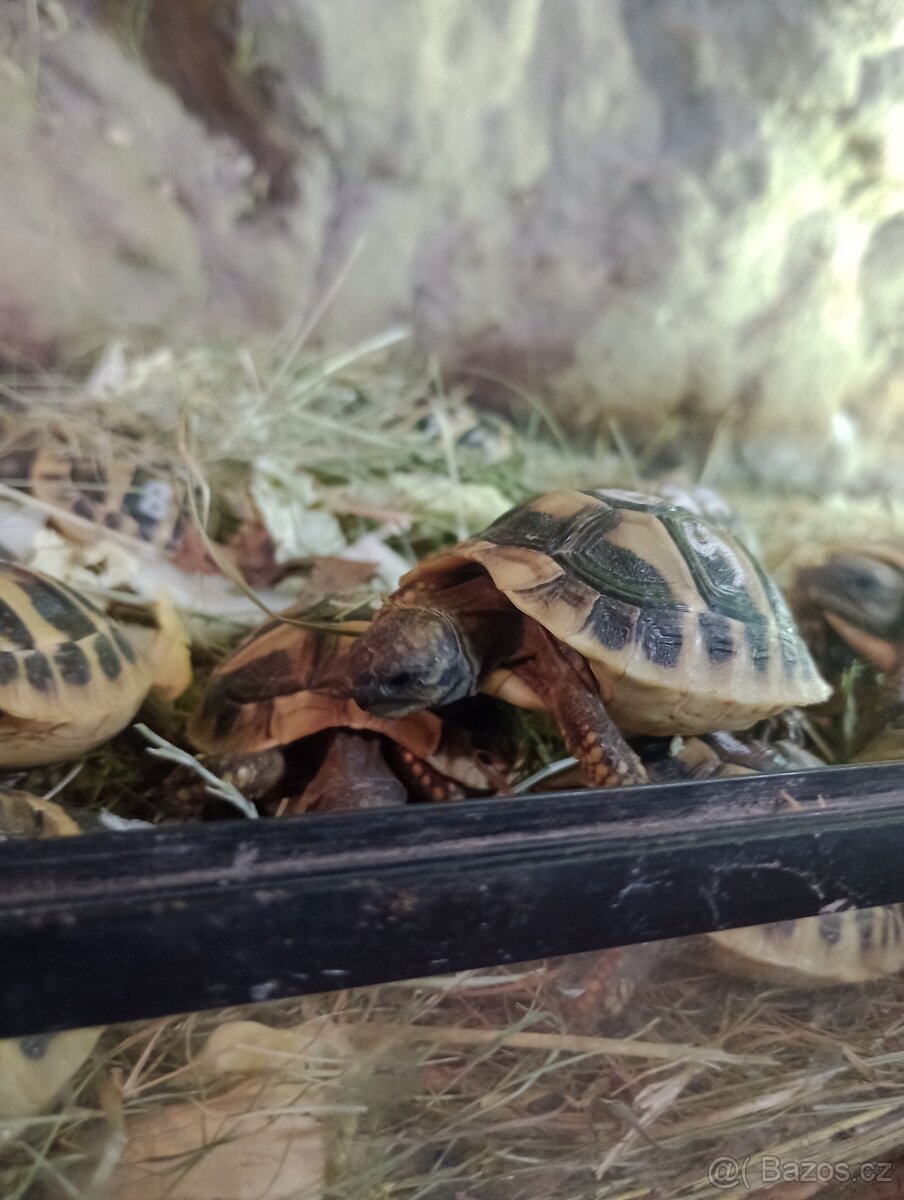 Prodej želv - 4