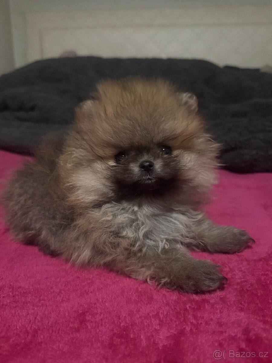 Pomeranian - 4