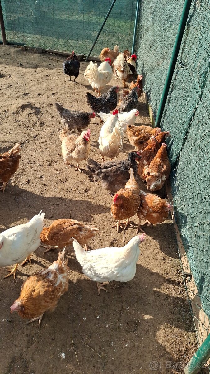 Prodáme kuřátka rezervace - 4