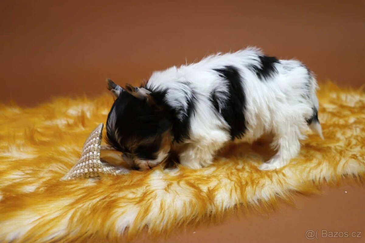 Biewer terriér jorkšírský - 4