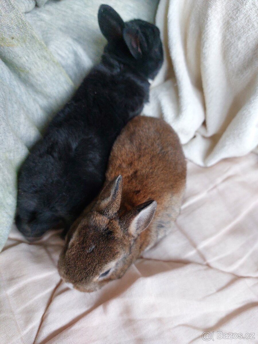 Zakrslý rex černý - 4