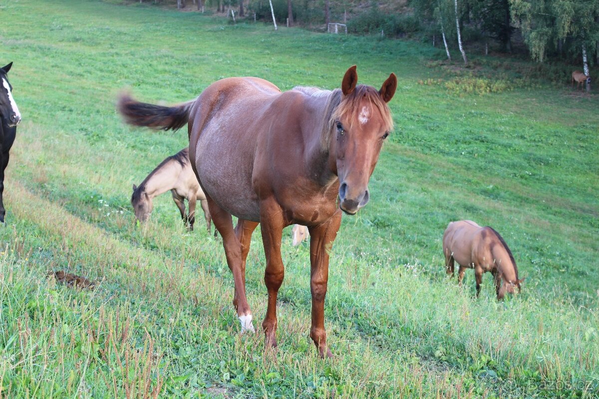 AQH valach - 4