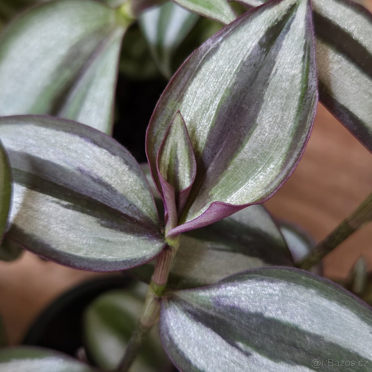 Tradescantia Zebrina Bosse, menší trsy - 4