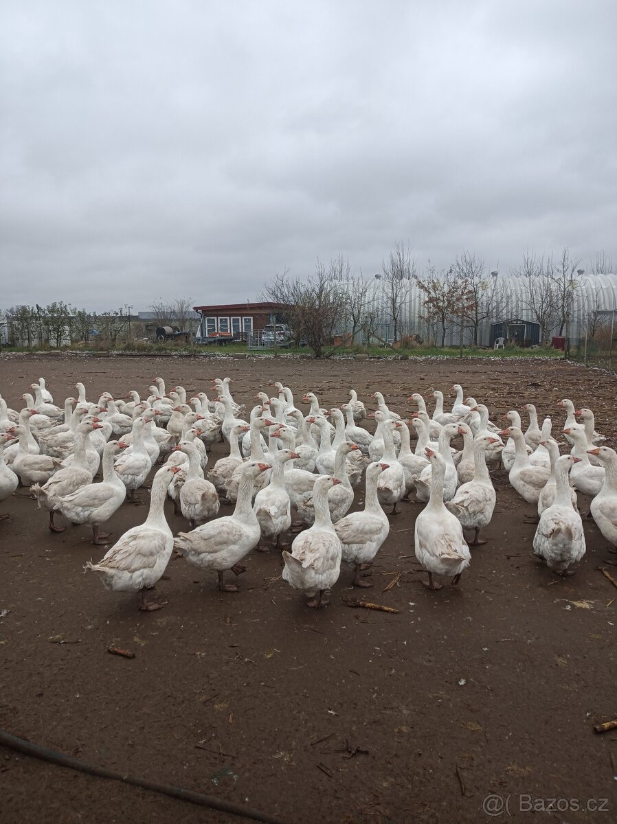 Husy německé nosné - 4