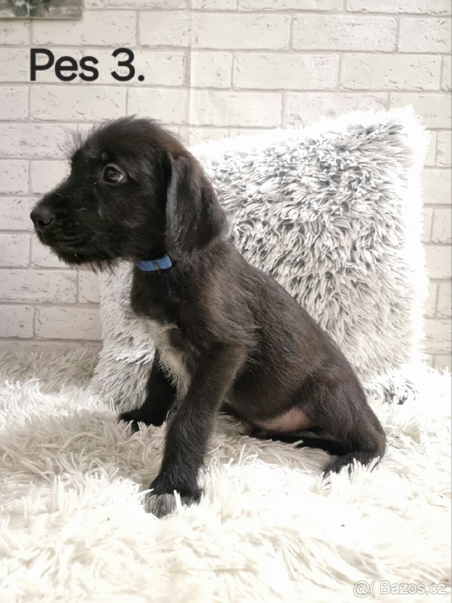 Štěňata - 4