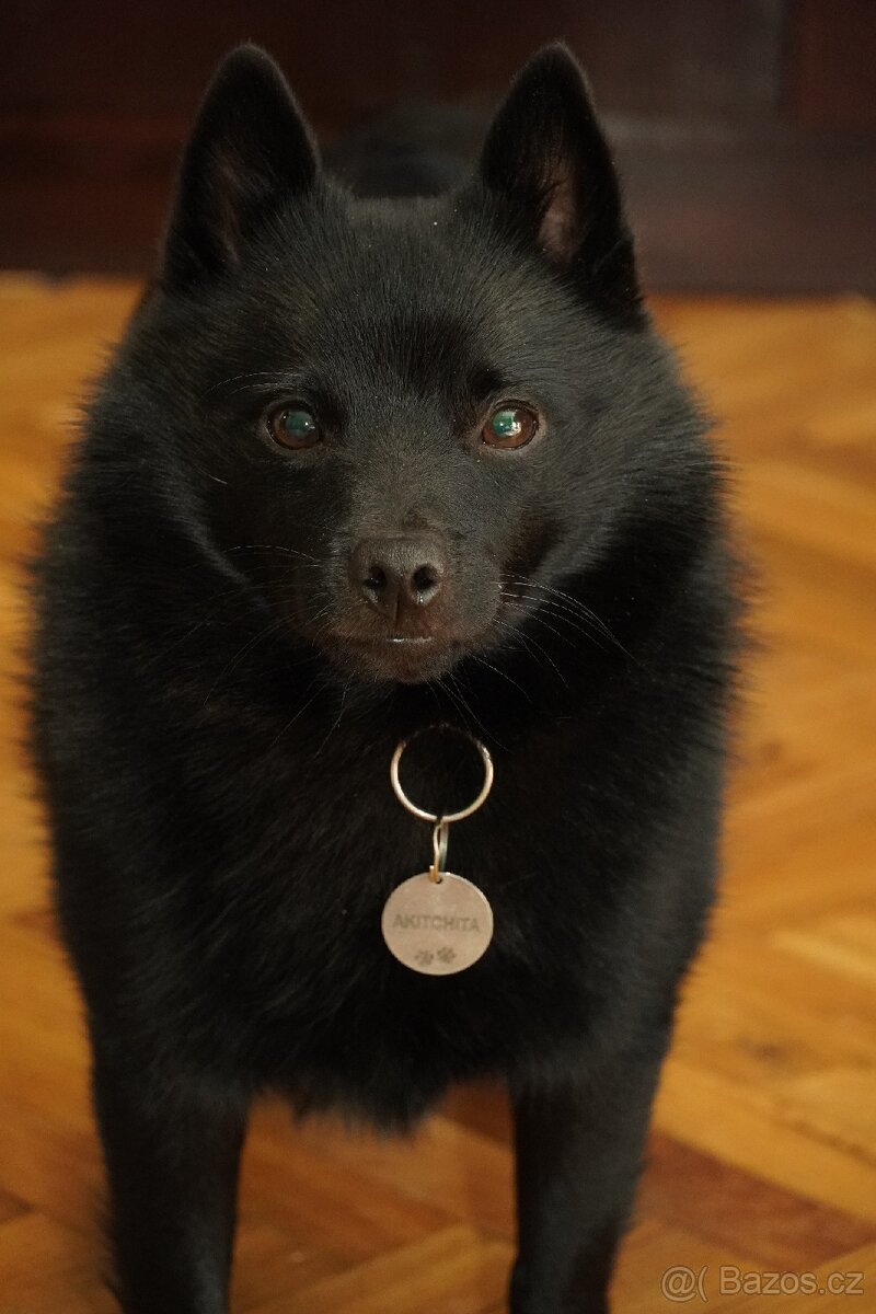 Šiperka s PP- nabízím krytí plnochrupým zdravým psem - 4