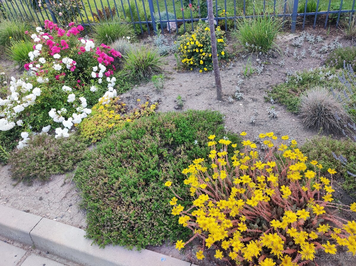 Různé skalničky z předzahrádky - 4