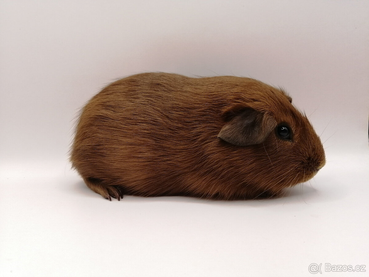 Morče, morčátka - 4