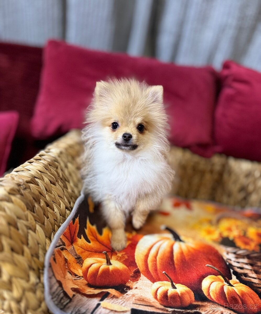 Pomeranian mini S PP - 4