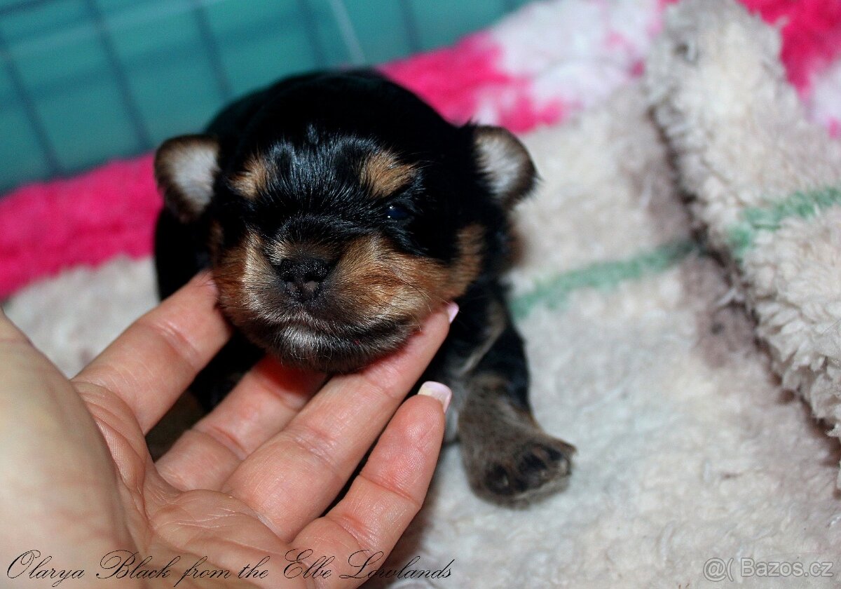 biewer terier s PP / jorksírský terier s PP - 4