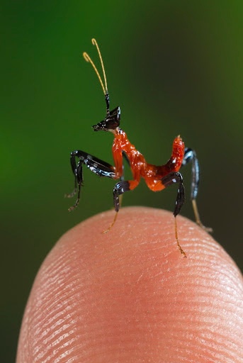 Kudlanky Hymenopus coronatus - 4