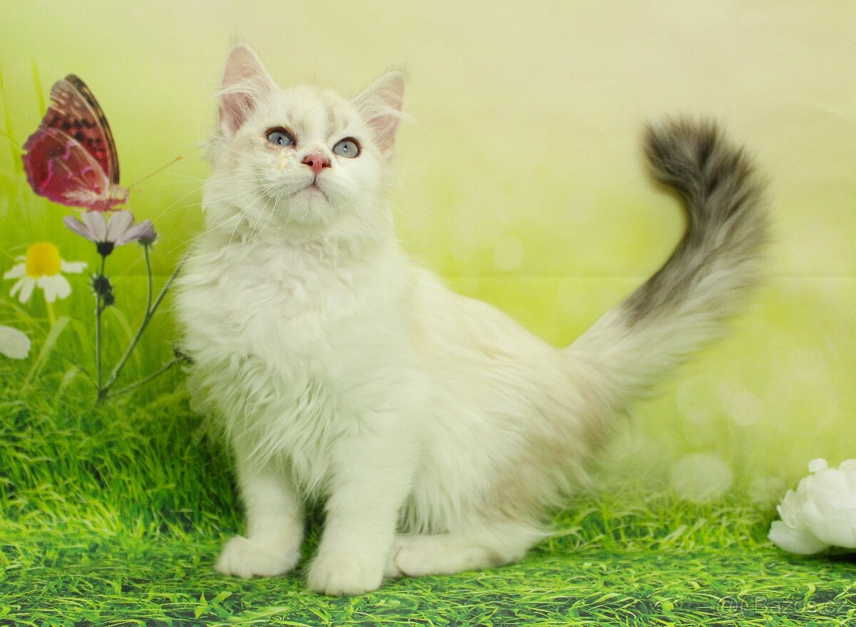 Sibiřská kočka - Neva Masqerade - 4