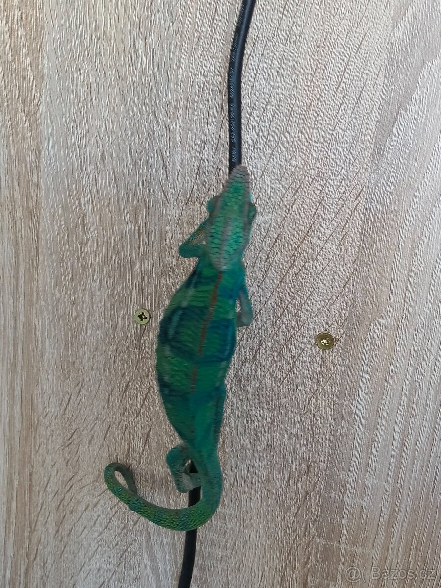 Chameleon Pardálí - 4