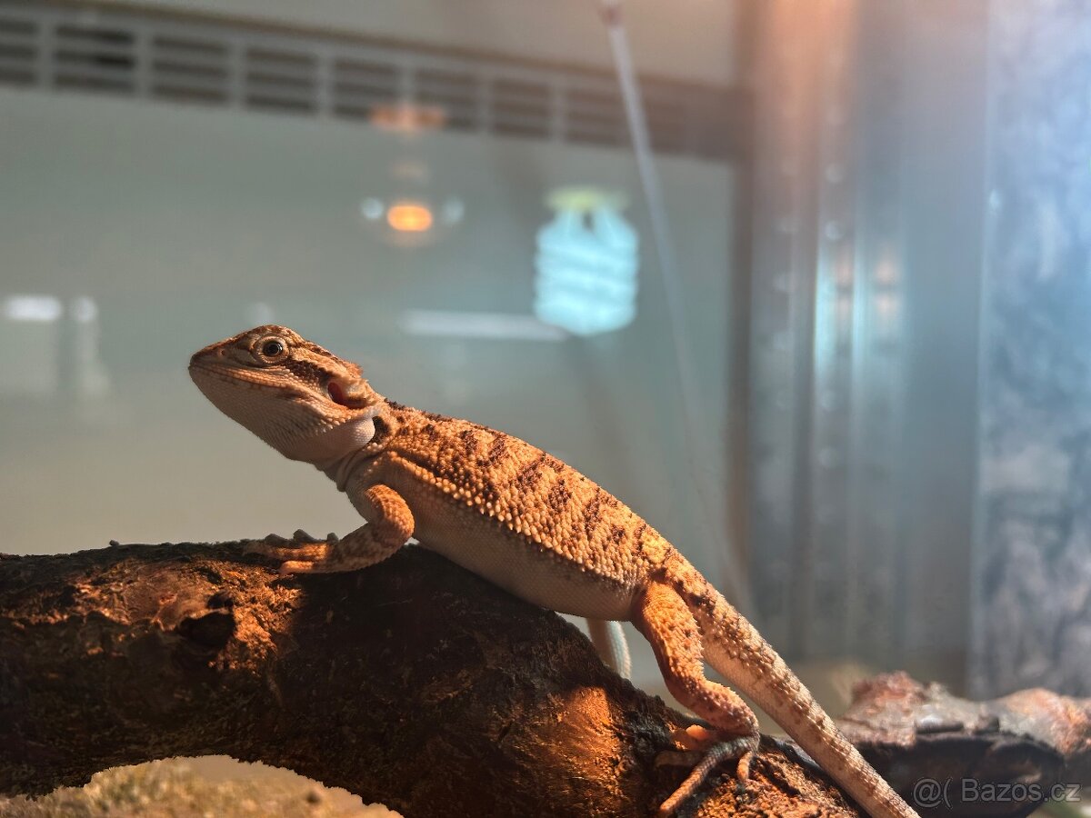 Agama vousatá samec - 4