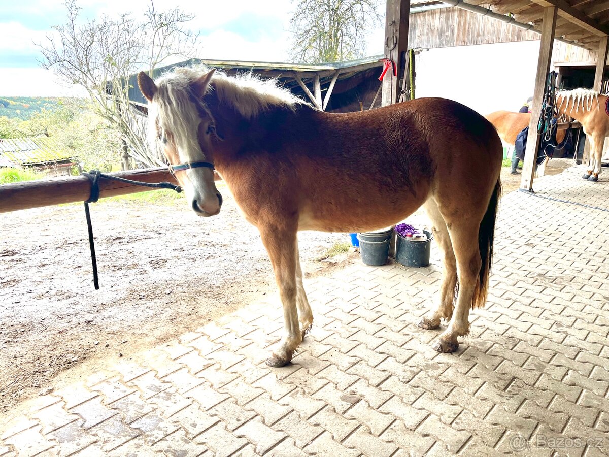 Kvalitní klisnicka hafling - 4