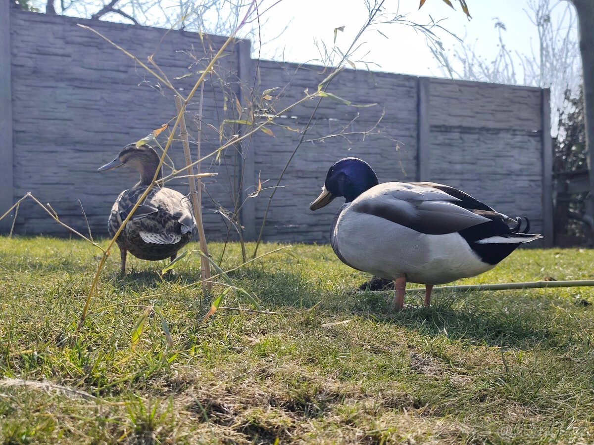 Kachna divoká mladý pár - 4