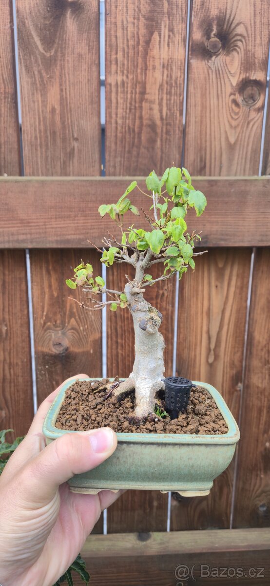 Bonsai, prebonsai - 4
