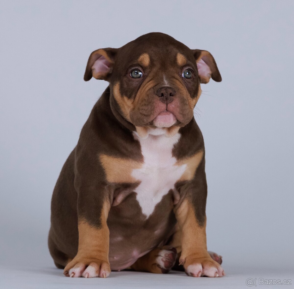 American bully s PP - 4