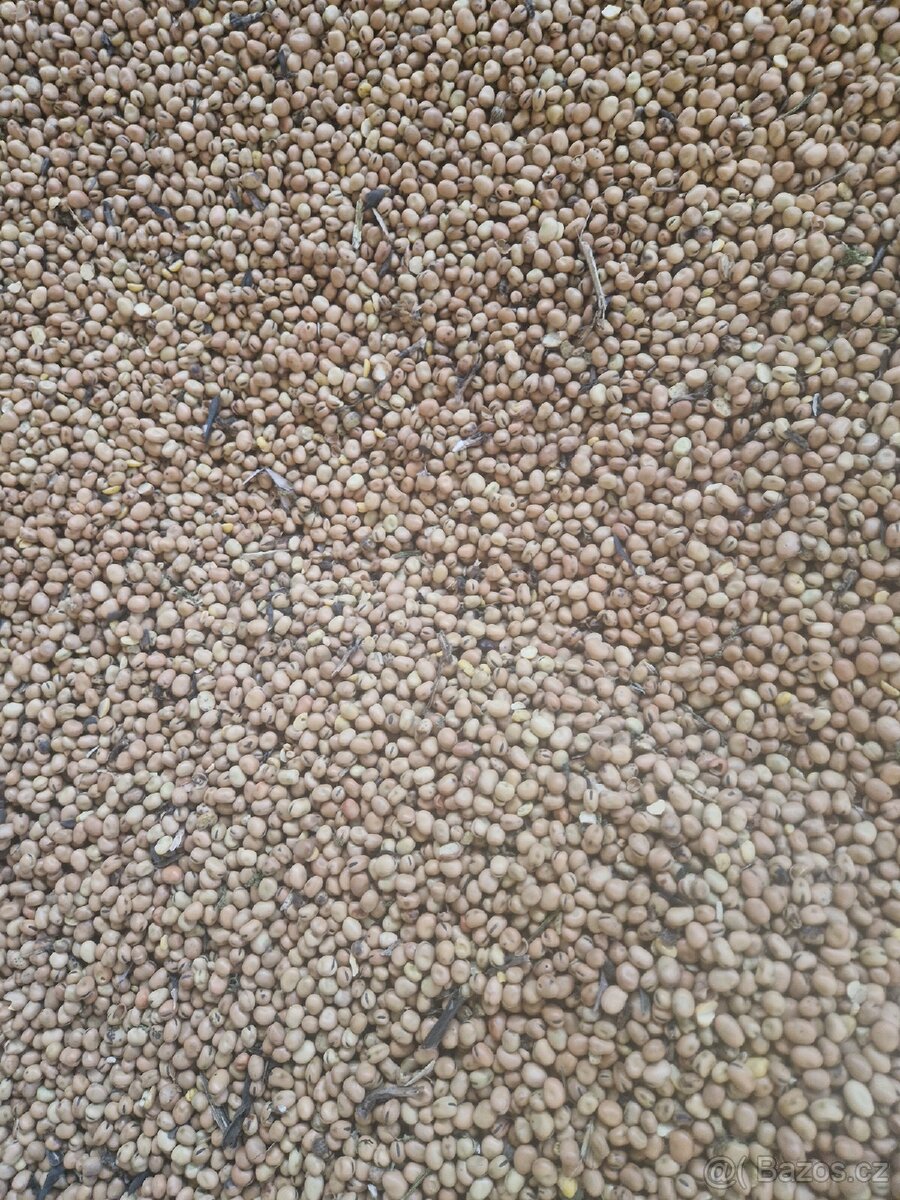 Pšenice, Ječmen, oves, hrách, bob obecný, řepka - 4