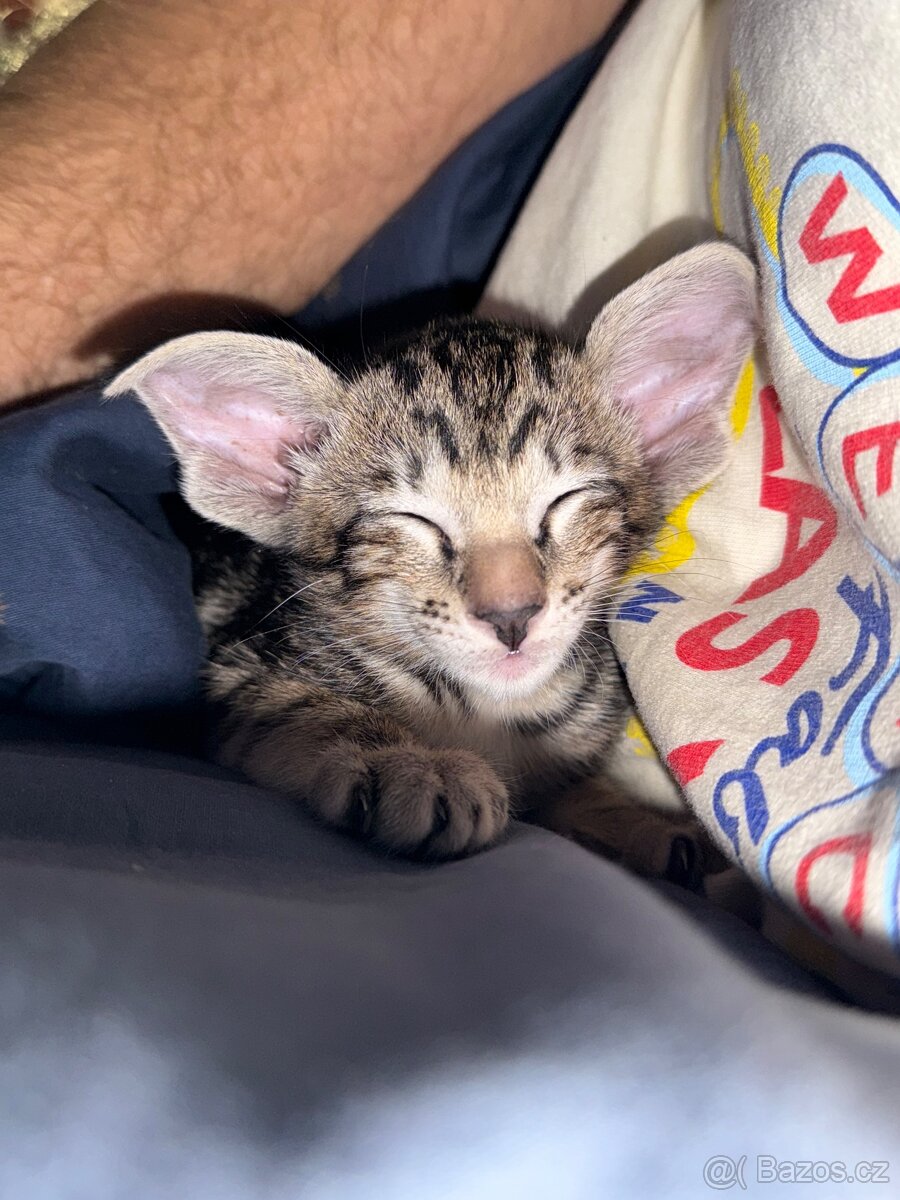 Orientální koťe Marbleficent s PP Pygmalion - 4