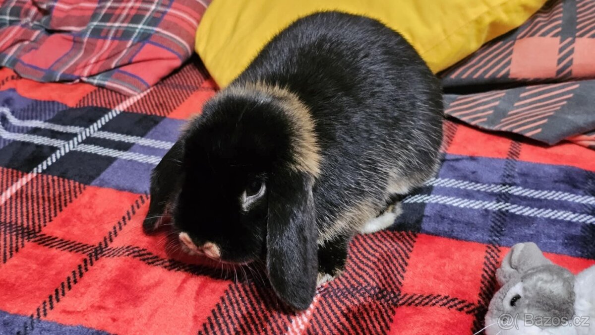 Zakrslý beránek samička - 4